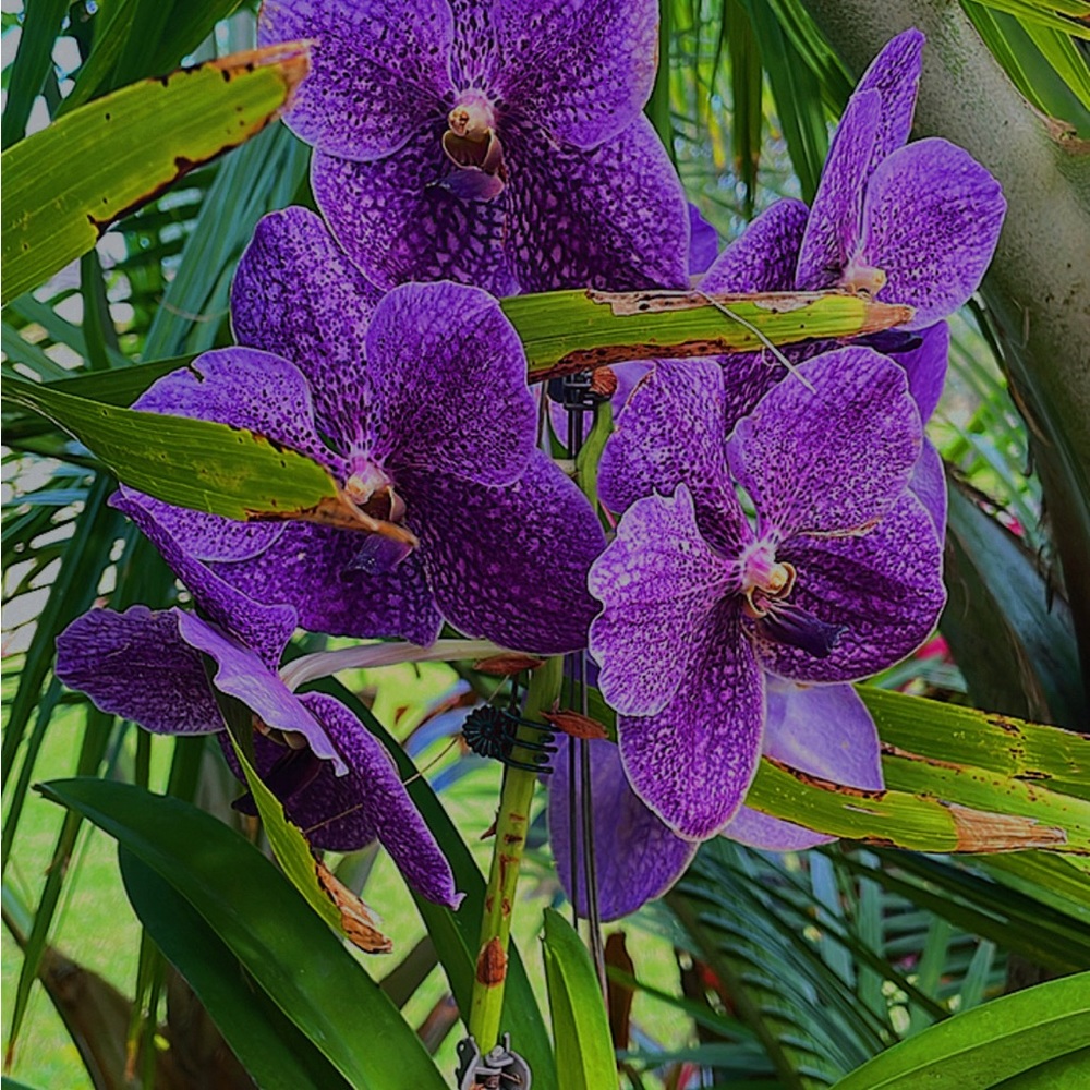 Meet your Posher, Lilly